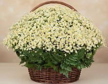 Цветочная композиция из Ромашки в корзине #REPLACE_PRED# Колышлее