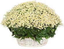 Цветочная композиция из Ромашки в корзине #REPLACE_PRED# Колышлее
